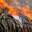 Fire burns part of an estimated 105 tonnes of ivory and a tonne of rhino horn confiscated from smugglers and poachers at the Nairobi National Park near Nairobi, Kenya, April 30, 2016. REUTERS/Siegfried Modola TPX IMAGES OF THE DAY