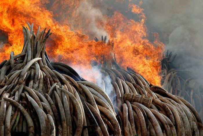 Fire burns part of an estimated 105 tonnes of ivory and a tonne of rhino horn confiscated from smugglers and poachers at the Nairobi National Park near Nairobi, Kenya, April 30, 2016. REUTERS/Siegfried Modola TPX IMAGES OF THE DAY