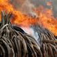 Fire burns part of an estimated 105 tonnes of ivory and a tonne of rhino horn confiscated from smugglers and poachers at the Nairobi National Park near Nairobi, Kenya, April 30, 2016. REUTERS/Siegfried Modola TPX IMAGES OF THE DAY