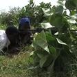 Mali pro-govt militia kills 8 Islamists in clash: sources