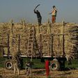 Farmers pack sugar cane in the southern Egyptian town of Nagaa Hamady , file.