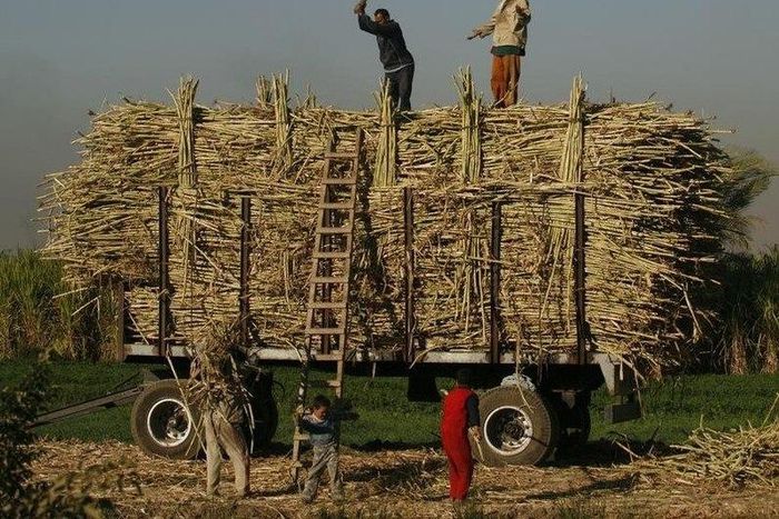 Farmers pack sugar cane in the southern Egyptian town of Nagaa Hamady , file.