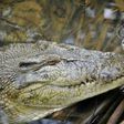 Indonesian sisters fend off crocodile attack