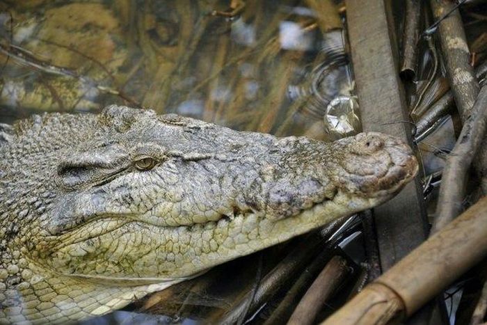 Indonesian sisters fend off crocodile attack