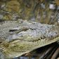 Indonesian sisters fend off crocodile attack