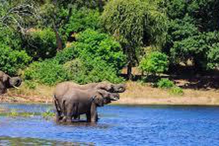 ___4707502___https:______static.pulse.com.gh___webservice___escenic___binary___4707502___2016___2___19___15___wildlife