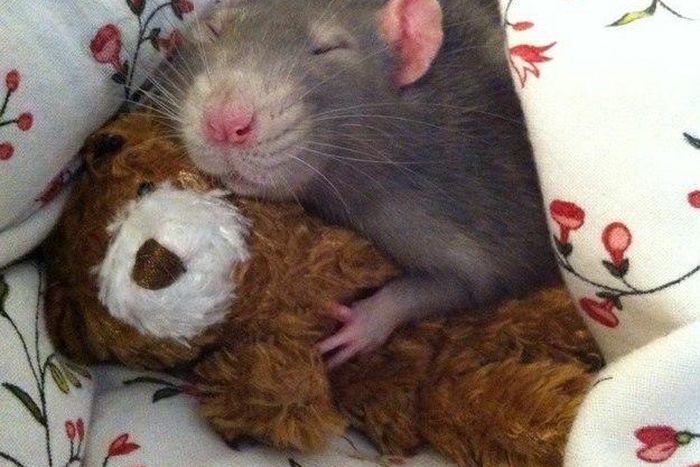 10 reasons why oyinbo people do not have Lassa fever