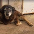 World's "oldest dog" dies on Australian farm aged 30