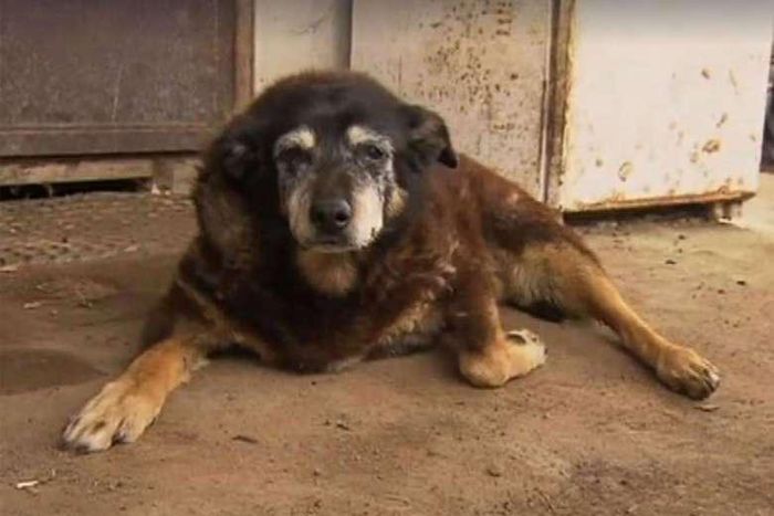World's "oldest dog" dies on Australian farm aged 30