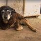 World's "oldest dog" dies on Australian farm aged 30