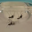 U.S. researcher contracts Zika during experiment - media