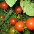 Institute develops vaccine for Tomato pest