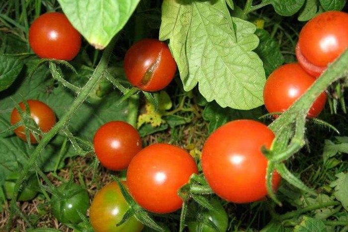 Institute develops vaccine for Tomato pest