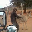 The Donkey lover