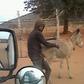 The Donkey lover