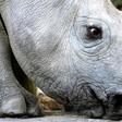 A black rhino is seen at a game reserve near Cape Town, South Africa, file.