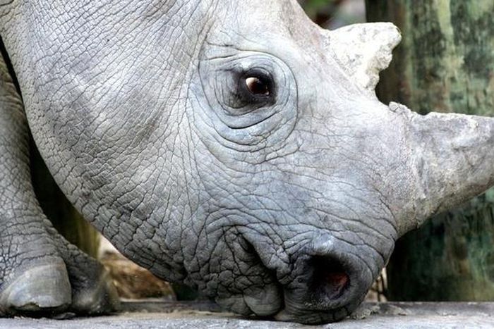 A 33-month-old black rhino is seen at a game reserve near Cape Town, South Africa, January 8, 2005.
