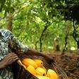 Ebola, commodity price fall cost Guinea $500 mln in lost revenue