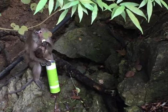 Monkey steals Pringles from tourists