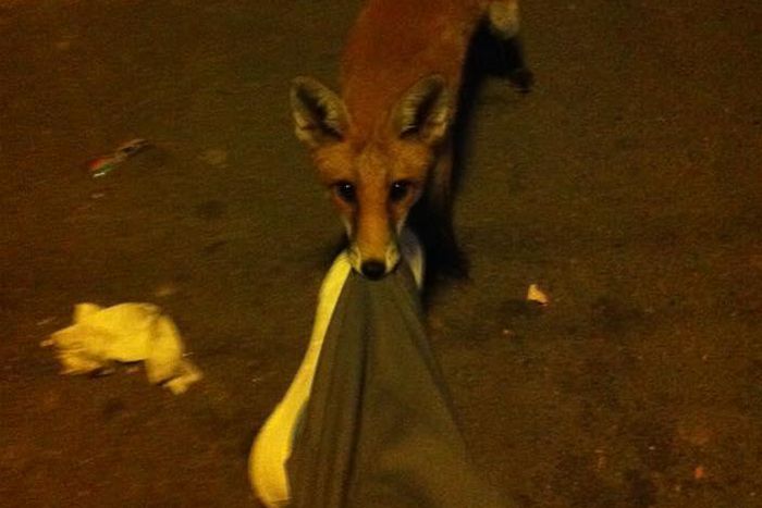 Man wakes up to find a fox chewing his trousers