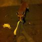 Man wakes up to find a fox chewing his trousers
