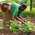 Women in a farm.
