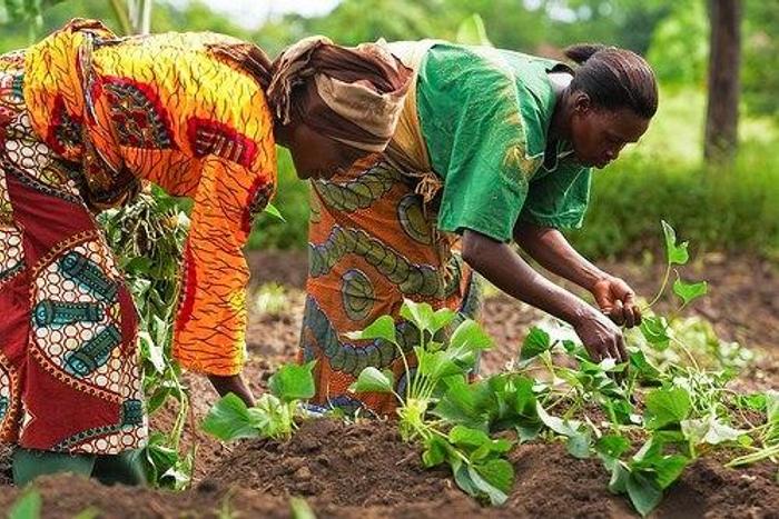 Women in a farm.