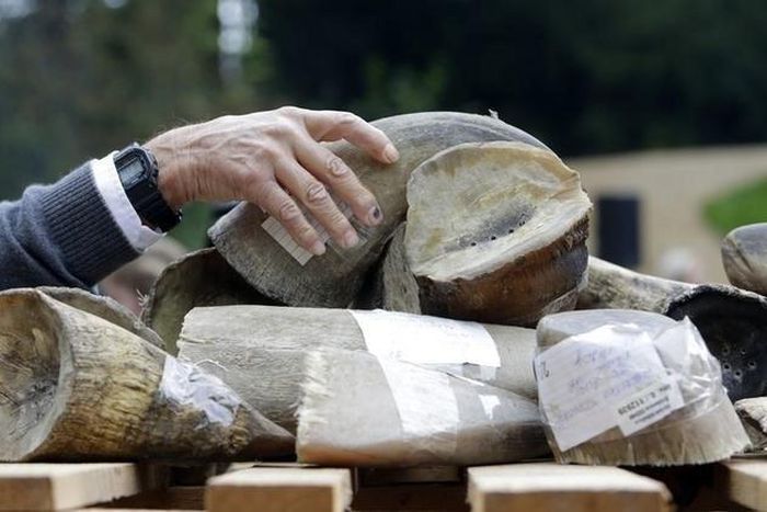 California auctioneer pleads guilty to $1 mln ivory, rhino horn smuggling