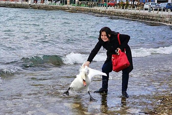 The unidentified female tourist and the swan