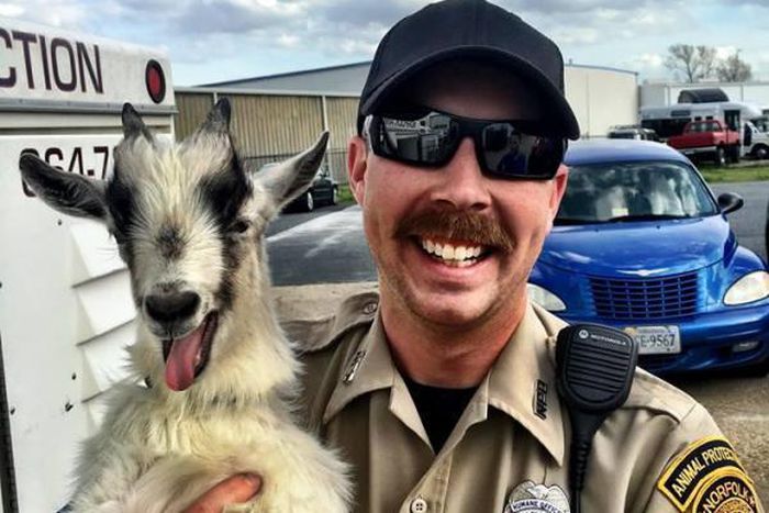___4866586___https:______static.pulse.com.gh___webservice___escenic___binary___4866586___2016___3___31___16___Runaway-goat-grins-in-selfie-with-animal-control-officer