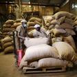 Workers arrange bags containing cocoa beans at a cocoa processing factory in Ile-Oluji village in Ondo state, southwest Nigeria March 30, 2016. Picture taken March 30, 2016.