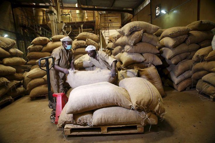 Workers arrange bags containing cocoa beans at a cocoa processing factory in Ile-Oluji village in Ondo state, southwest Nigeria March 30, 2016. Picture taken March 30, 2016.