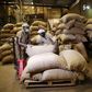 Workers arrange bags containing cocoa beans at a cocoa processing factory in Ile-Oluji village in Ondo state, southwest Nigeria March 30, 2016. Picture taken March 30, 2016.