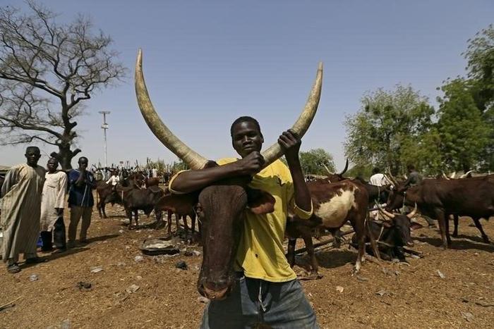 A man holds a cow at the cattle market in Maiduguri, Nigeria, March 9, 2016. REUTERS/Afolabi Sotunde