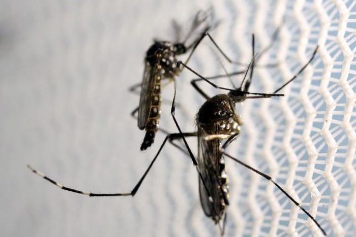 Cuba reports two cases of Zika contracted locally