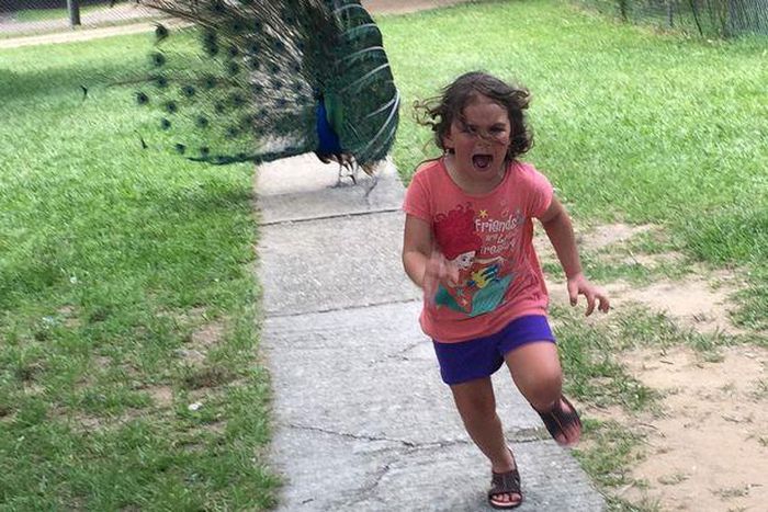 Photo of a girl running from a peacock hits the internet and a million memes was made from it