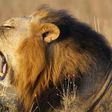 South Africa's Sylvester the lion gets new home after two escapes