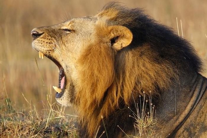 A lions yawns at Nairobi's National Park March 11, 2013. The park is located just 7 km (4 miles) from the Kenya's capital city center. REUTERS/Marko Djurica