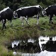 French agriculture ministry confirms case of mad cow disease