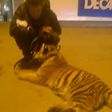 Drunk animal keeper takes tiger cub for a walk at shopping mall