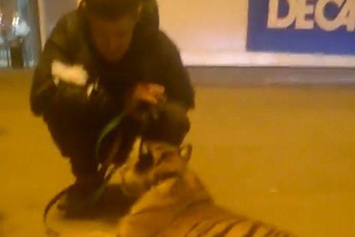 Drunk animal keeper takes tiger cub for a walk at shopping mall