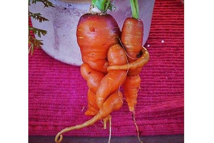 Carrot couple