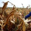 A Zimbabwean man, Graham Matanhire, harvests maize from a field in a peri-urban suburb of Mabvuku in Harare, April 10, 2014. REUTERS/Philimon Bulawayo