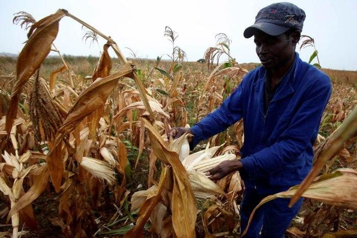 A Zimbabwean man, Graham Matanhire, harvests maize from a field in a peri-urban suburb of Mabvuku in Harare, April 10, 2014. REUTERS/Philimon Bulawayo