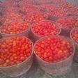 Prices of fresh tomatoes up by 1,000% in Jos, environs