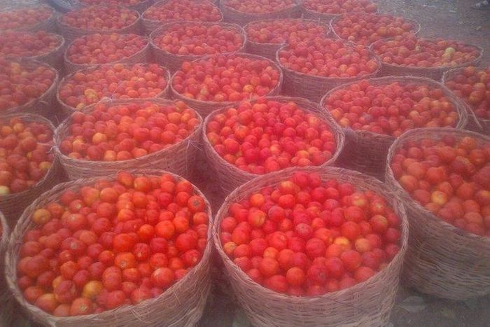Prices of fresh tomatoes up by 1,000% in Jos, environs