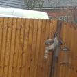 Video of squirrel trying to steal food despite horrible weather goes viral