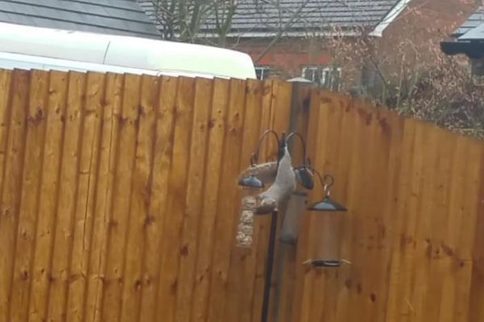 Video of squirrel trying to steal food despite horrible weather goes viral