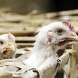 France detects first bird flu outbreak in years