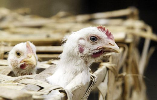 France detects first bird flu outbreak in years